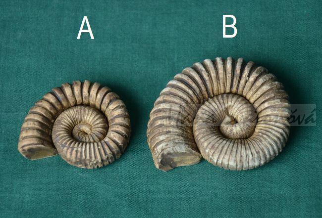 Trilobit 3 - velikost 5,5cm